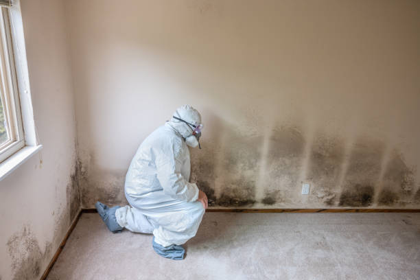 Best Basement Mold Remediation in Voorheesville, NY