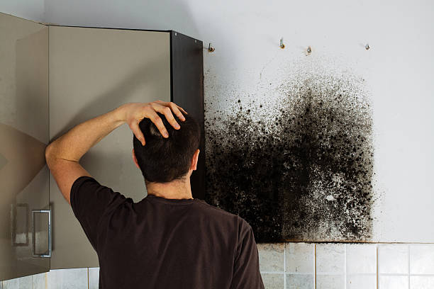 Best Black Mold Remediation in Voorheesville, NY