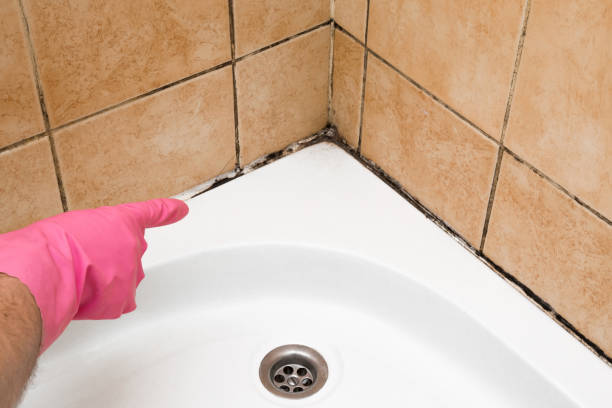 Best Black Mold Remediation in Voorheesville, NY